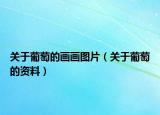 關(guān)于葡萄的畫畫圖片（關(guān)于葡萄的資料）