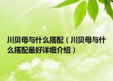 川貝母與什么搭配（川貝母與什么搭配最好詳細(xì)介紹）