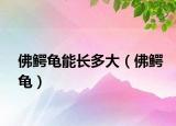 佛鱷龜能長多大（佛鱷龜）