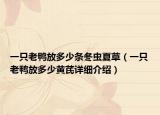一只老鴨放多少條冬蟲夏草（一只老鴨放多少黃芪詳細介紹）