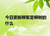 今日更新柳絮是柳樹的什么
