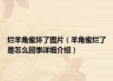 爛羊角蜜壞了圖片（羊角蜜爛了是怎么回事詳細(xì)介紹）