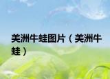 美洲牛蛙圖片（美洲牛蛙）