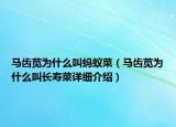 馬齒莧為什么叫螞蟻菜（馬齒莧為什么叫長(zhǎng)壽菜詳細(xì)介紹）