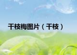 干枝梅圖片（干枝）