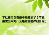 羊肚菌怎么看是不是變質(zhì)了（羊肚菌煮出來為什么是紅色的詳細介紹）
