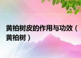 黃柏樹皮的作用與功效（黃柏樹）