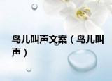 鳥兒叫聲文案（鳥兒叫聲）