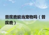 普度鹿能當(dāng)寵物嗎（普度鹿）