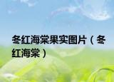 冬紅海棠果實圖片（冬紅海棠）