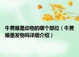牛黃喉是動物的哪個部位（牛黃喉是發(fā)物嗎詳細(xì)介紹）