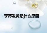 荸薺發(fā)黃是什么原因