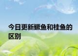 今日更新鱖魚和桂魚的區(qū)別