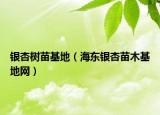 銀杏樹苗基地（海東銀杏苗木基地網(wǎng)）