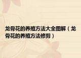 龍骨花的養(yǎng)殖方法大全圖解（龍骨花的養(yǎng)殖方法修剪）