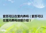 紫蘇可以在室內(nèi)養(yǎng)嗎（紫蘇可以在室內(nèi)養(yǎng)嗎詳細(xì)介紹）