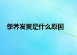 荸薺發(fā)黃是什么原因