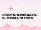 盛愛來襲,兔子撞上窩邊草齊宣和衛(wèi)熙（盛愛來襲兔子撞上窩邊草）