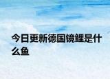 今日更新德國鏡鯉是什么魚