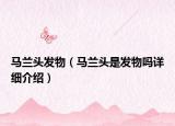 馬蘭頭發(fā)物（馬蘭頭是發(fā)物嗎詳細介紹）
