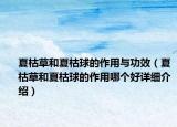 夏枯草和夏枯球的作用與功效（夏枯草和夏枯球的作用哪個(gè)好詳細(xì)介紹）