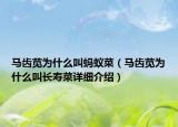 馬齒莧為什么叫螞蟻菜（馬齒莧為什么叫長(zhǎng)壽菜詳細(xì)介紹）