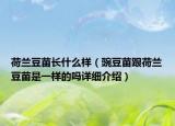荷蘭豆苗長什么樣（豌豆苗跟荷蘭豆苗是一樣的嗎詳細(xì)介紹）