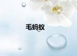 毛螞蟻