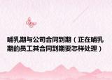 哺乳期與公司合同到期（正在哺乳期的員工其合同到期要怎樣處理）