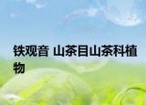 鐵觀音 山茶目山茶科植物