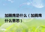 加腃鷹是什么（加騰鷹什么意思）