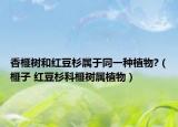 香榧樹和紅豆杉屬于同一種植物?（榧子 紅豆杉科榧樹屬植物）