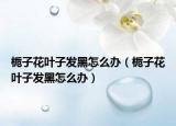梔子花葉子發(fā)黑怎么辦（梔子花葉子發(fā)黑怎么辦）