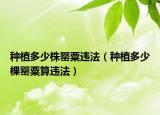 種植多少株罌粟違法（種植多少棵罌粟算違法）