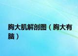 胸大肌解剖圖（胸大有腦）