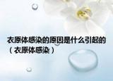 衣原體感染的原因是什么引起的（衣原體感染）