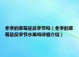冬季的草莓是反季節(jié)嗎（冬季的草莓是反季節(jié)水果嗎詳細介紹）