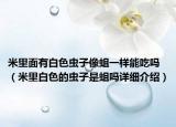 米里面有白色蟲子像蛆一樣能吃嗎（米里白色的蟲子是蛆嗎詳細(xì)介紹）