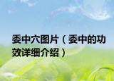 委中穴圖片（委中的功效詳細(xì)介紹）