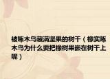 被啄木鳥藏滿堅果的樹干（橡實(shí)啄木鳥為什么要把橡樹果嵌在樹干上呢）