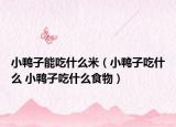 小鴨子能吃什么米（小鴨子吃什么 小鴨子吃什么食物）