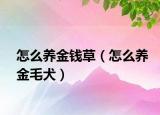 怎么養(yǎng)金錢草（怎么養(yǎng)金毛犬）