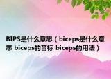 BIPS是什么意思（biceps是什么意思 biceps的音標(biāo) biceps的用法）