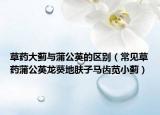 草藥大薊與蒲公英的區(qū)別（常見草藥蒲公英龍葵地膚子馬齒莧小薊）