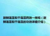 新鮮蓮蓬和干蓮蓬藥效一樣嗎（新鮮蓮蓬和干蓮蓬的功效詳細(xì)介紹）