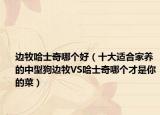 邊牧哈士奇哪個好（十大適合家養(yǎng)的中型狗邊牧VS哈士奇哪個才是你的菜）