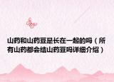 山藥和山藥豆是長在一起的嗎（所有山藥都會(huì)結(jié)山藥豆嗎詳細(xì)介紹）