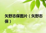 矢野志保圖片（矢野志保）