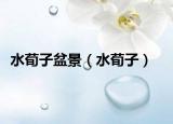 水荀子盆景（水荀子）