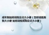 成年狗如何訓(xùn)練定點大小便（怎樣訓(xùn)練狗狗大小便 如何訓(xùn)練狗狗定點大小便）